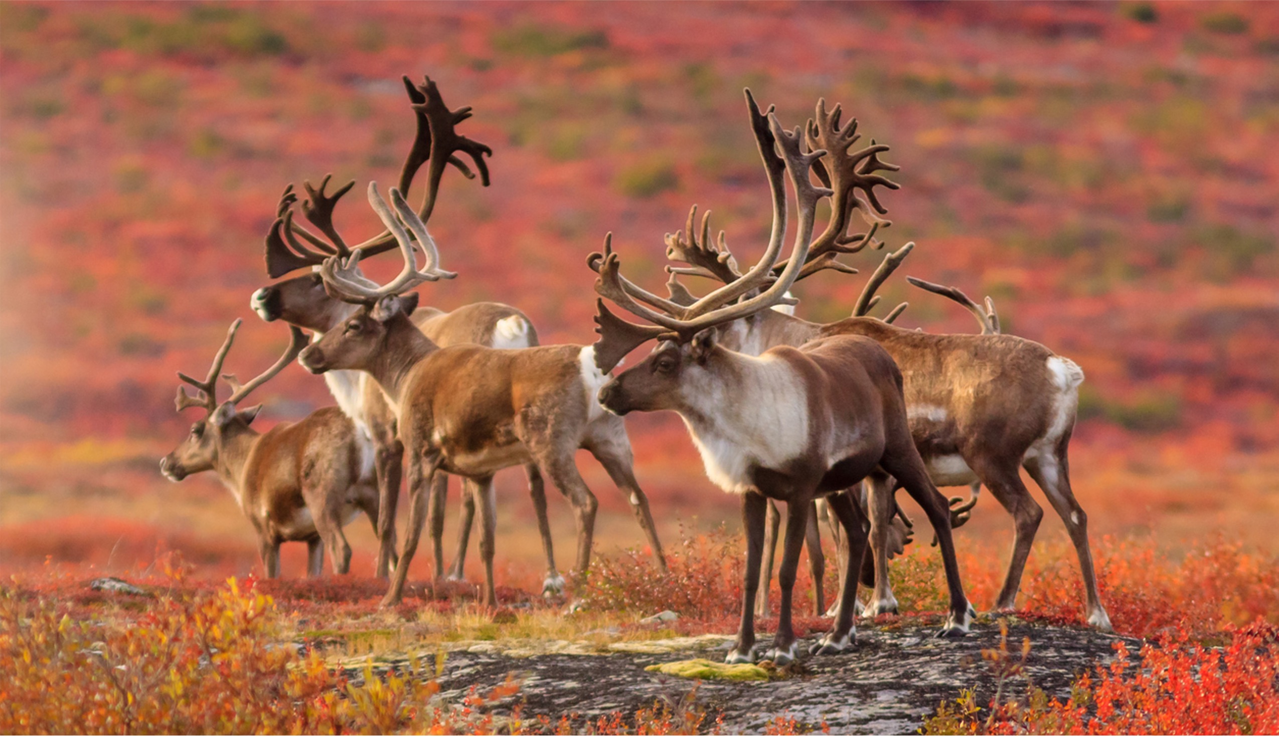Northwest Territories Labour Laws