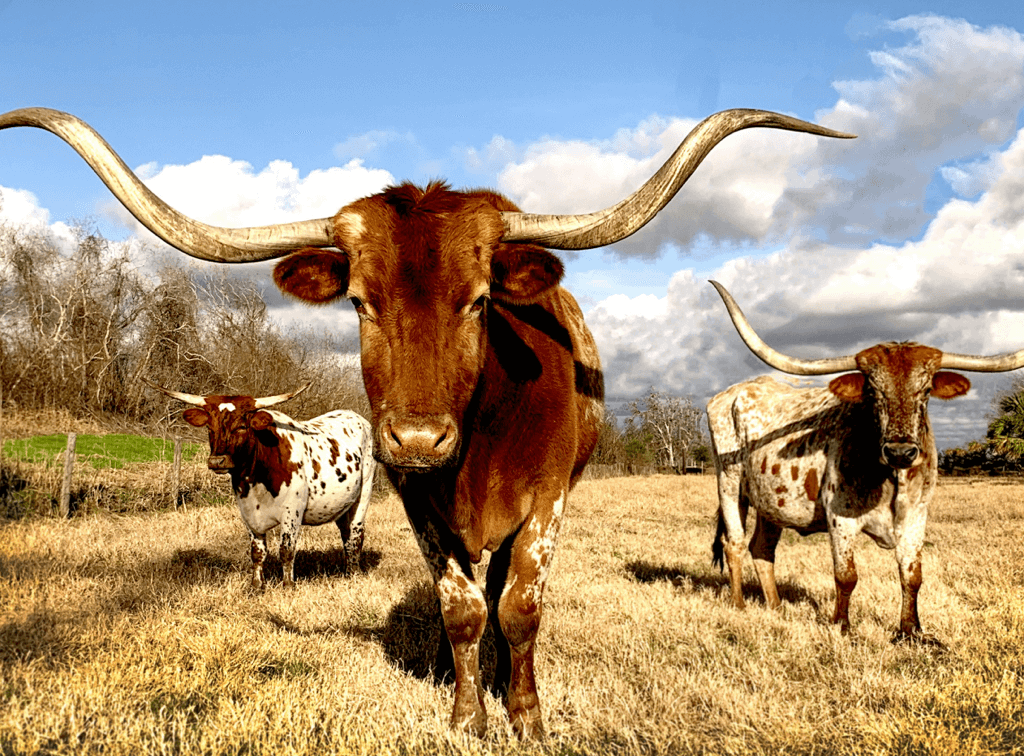 commercial electrician el paso texas