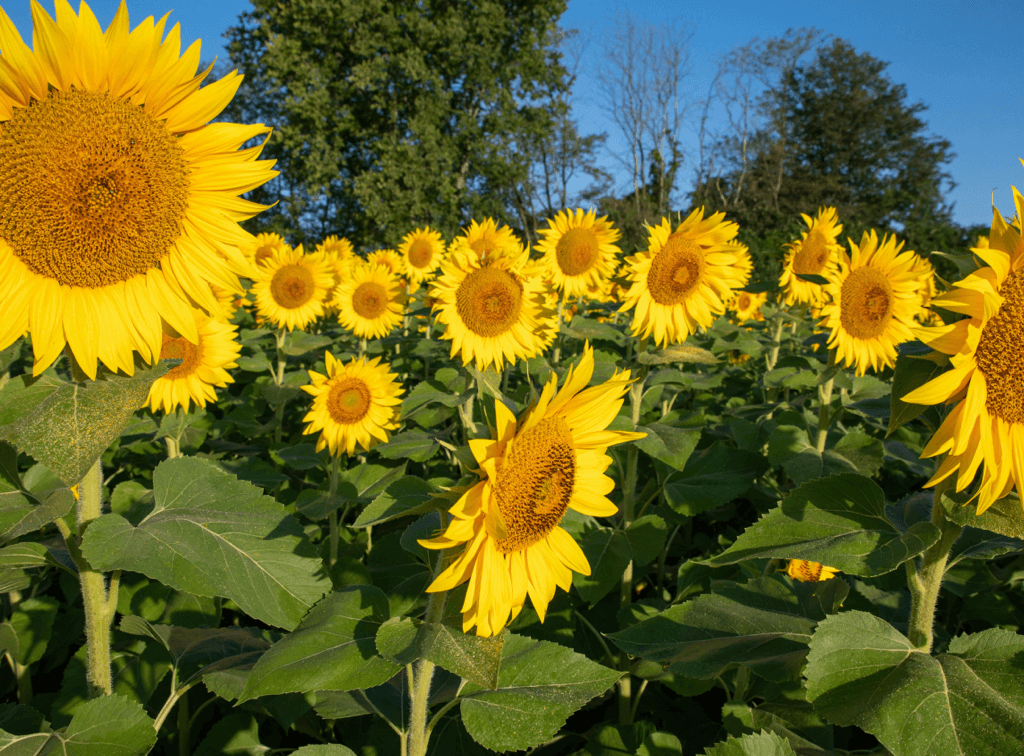 commercial rooftop solar installation incentives wichita kansas