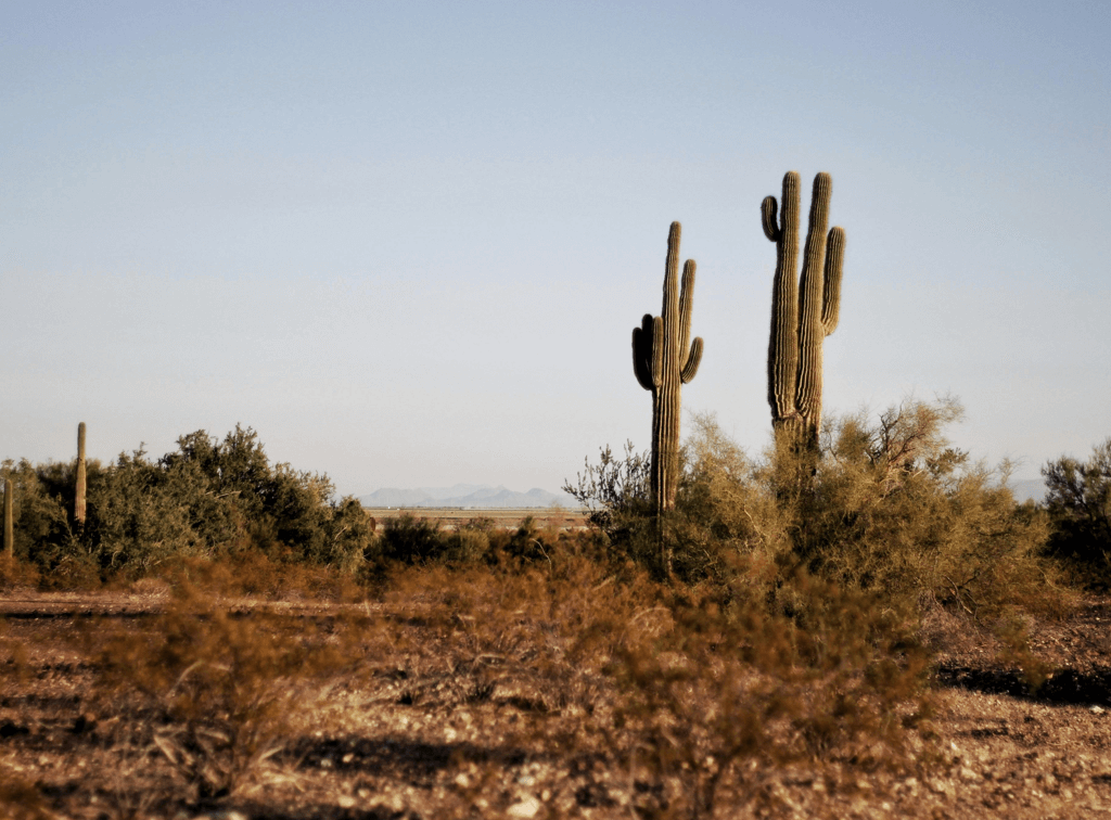 grease trap cleaning tucson arizona